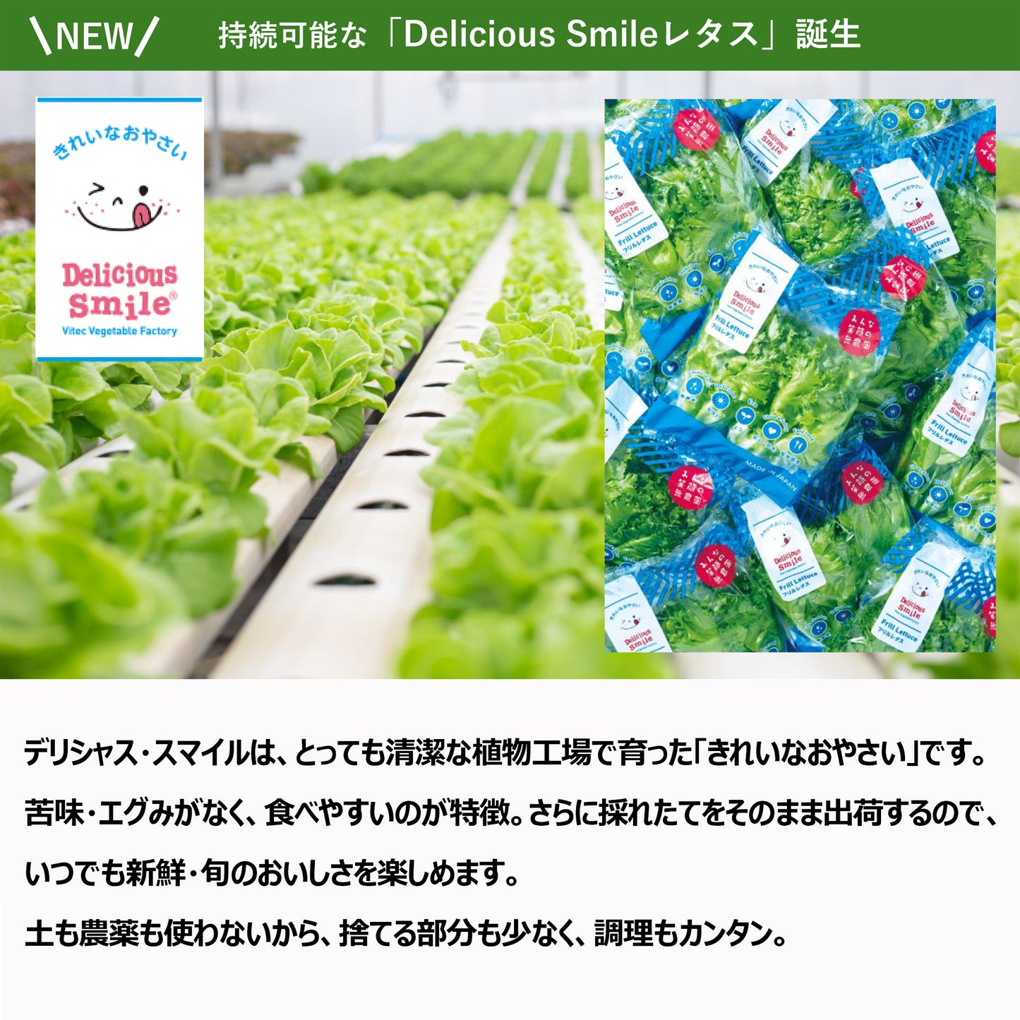 〈沖縄本島配送限定〉フリルレタス 業務用 5kg