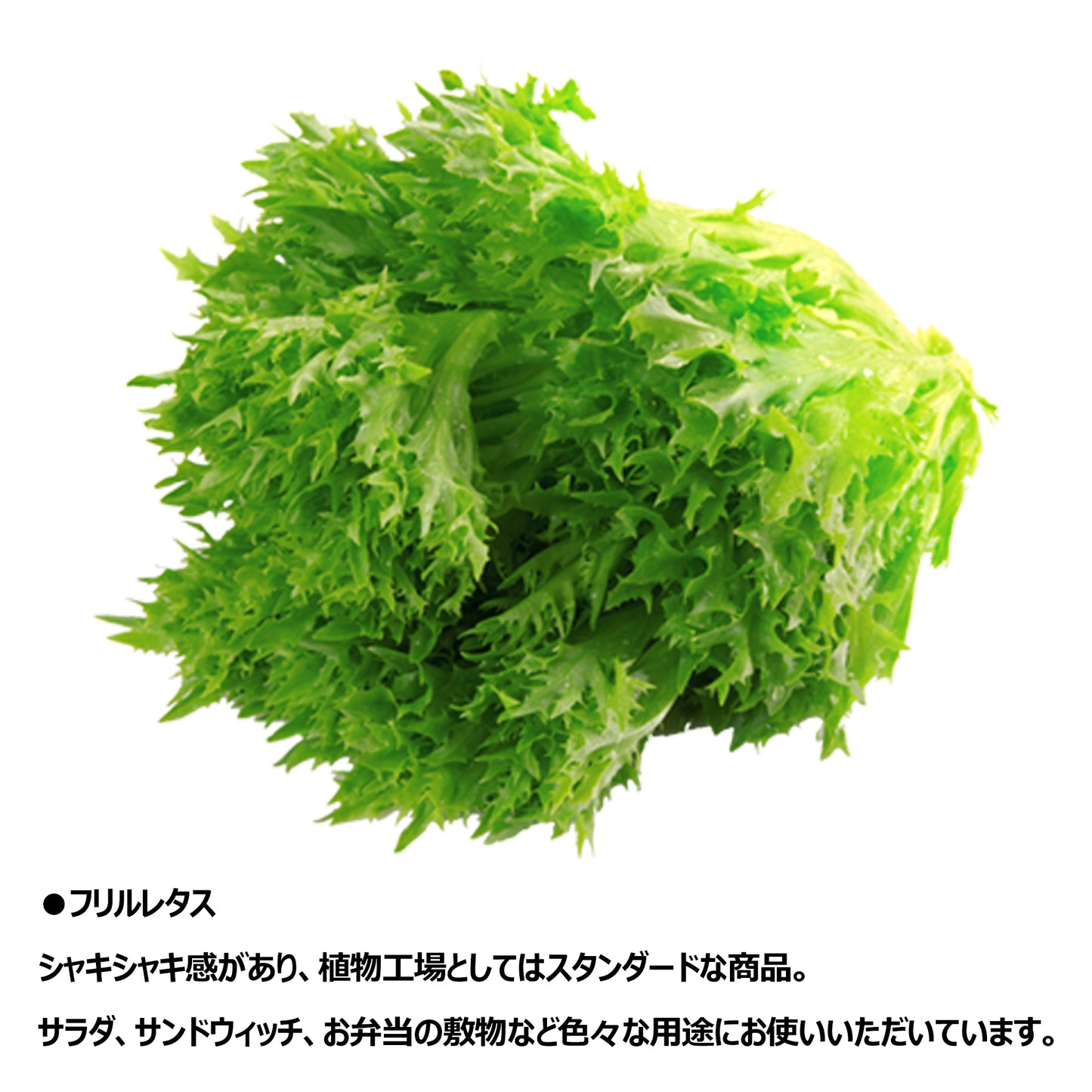 〈沖縄本島配送限定〉フリルレタス 業務用 5kg