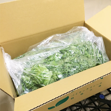 〈沖縄本島配送限定〉フリルレタス 業務用 5kg