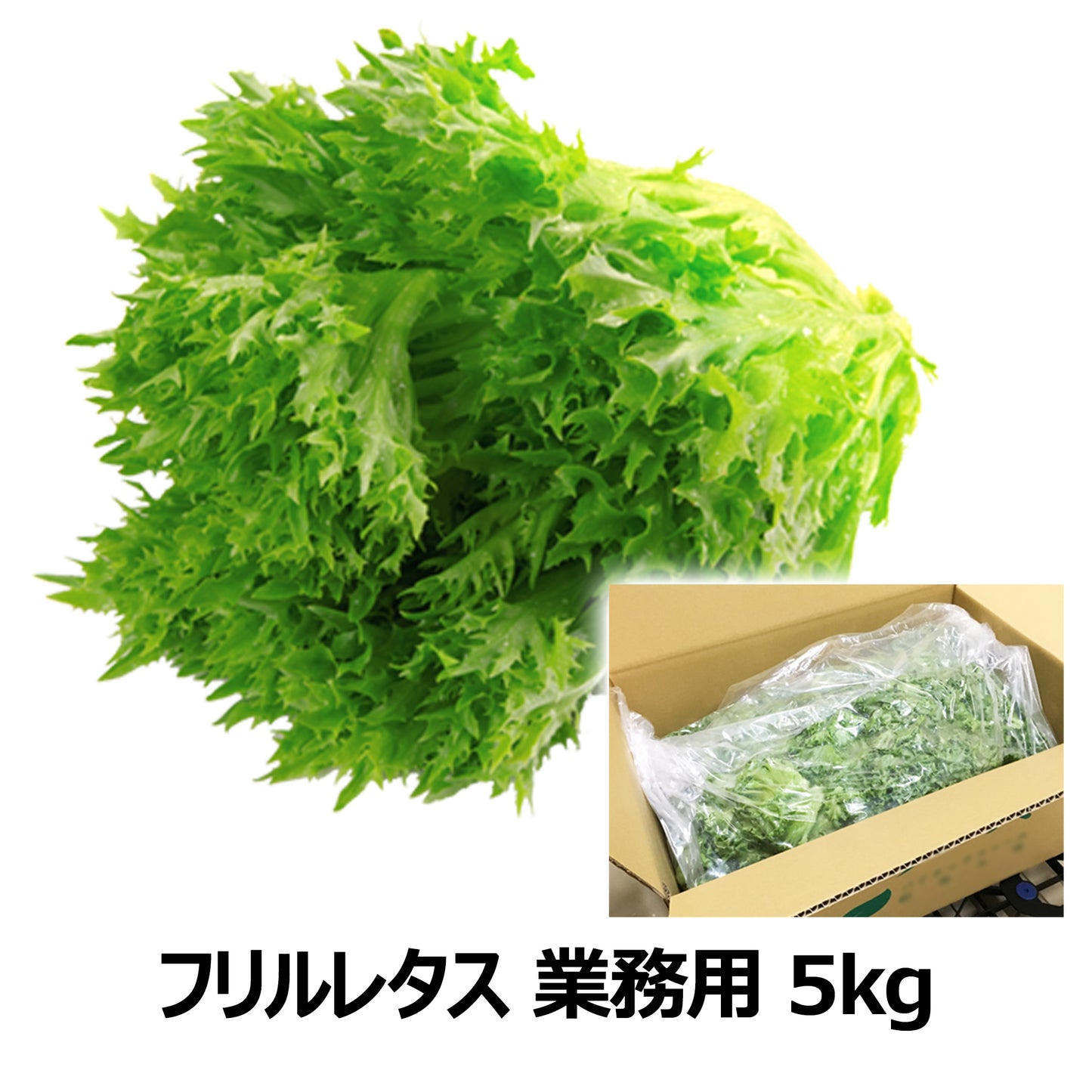 〈沖縄本島配送限定〉フリルレタス 業務用 5kg
