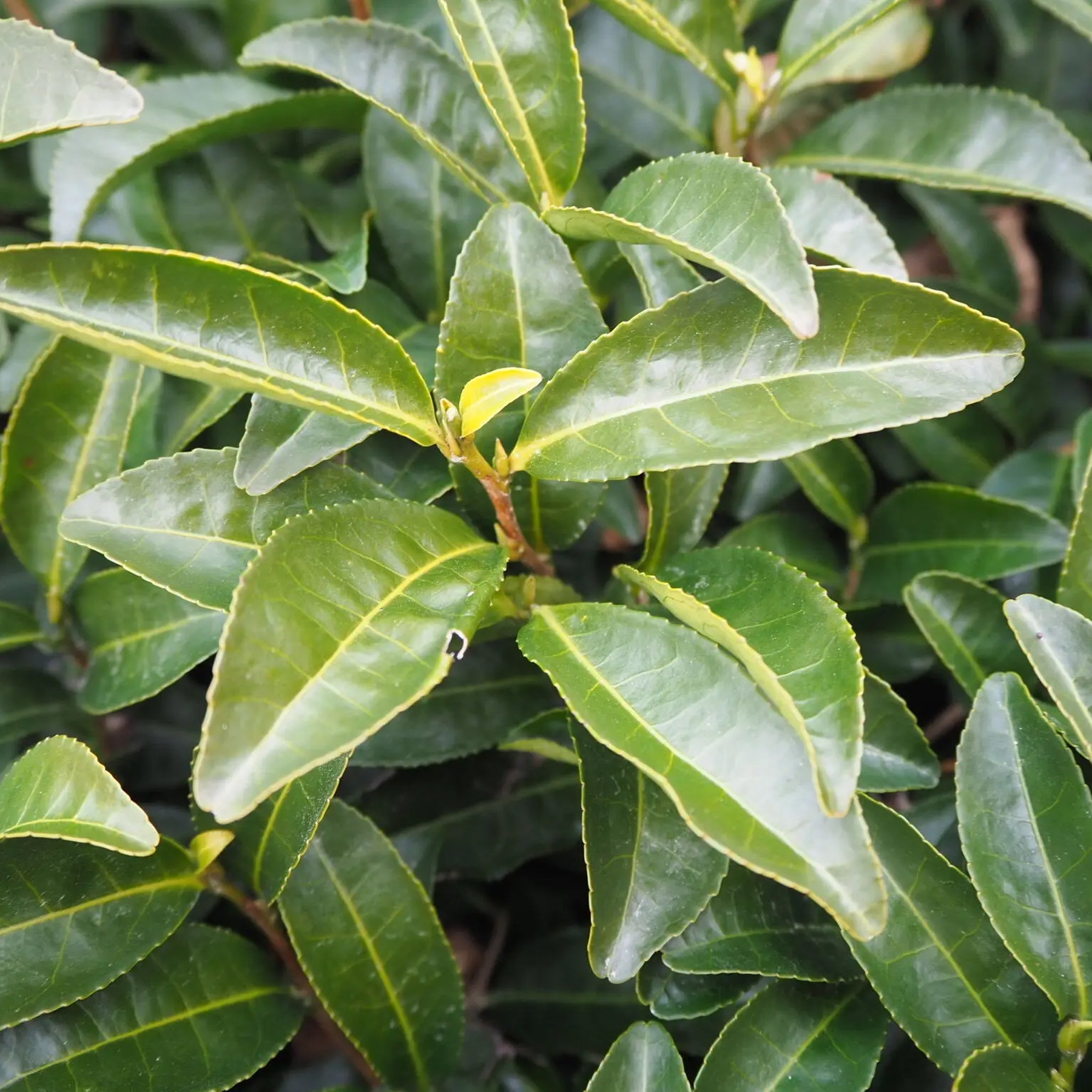 奈良大和茶 無添加お茶漬け（和紅茶しいたけ）3食入