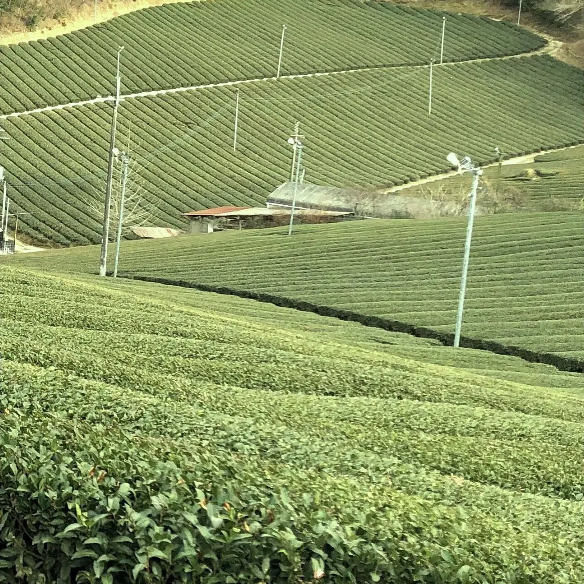 奈良大和茶 無添加お茶漬け（ほうじ茶しそ）3食入